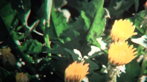 (8mm Vintage) 1968 Timelapse of Yellow Flowers Blooming