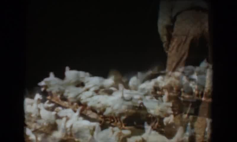 1936: Auburn, California. A Person Standing In Front Of A Bunch Of Chickens.