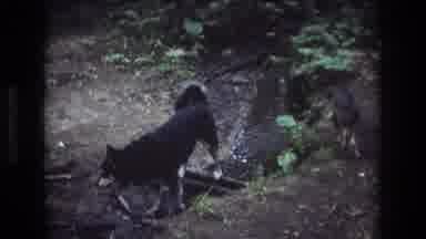 Thumbnail from Pets and Animals (1950-1975) curated collection