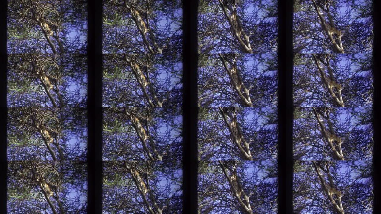 1969 Uganda: Archival Home Movies & Historical Stock Footage