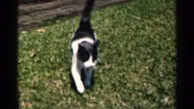 Pets and Animals (1950-1975) clip still 2
