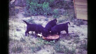 Pets and Animals (1950-1975) clip still 3
