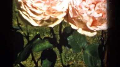 Thumbnail from Gardens and Backyards (1950-1975) curated collection