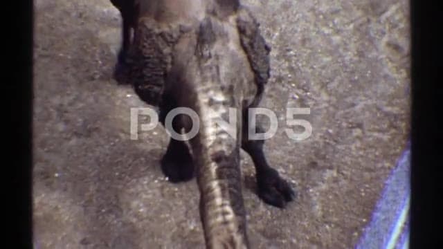 Thumbnail from Christmas and Holiday Celebrations (1940-1975) curated collection