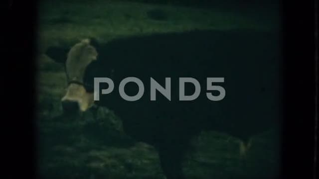 Thumbnail from Florida Beach Culture (1950-1970) curated collection