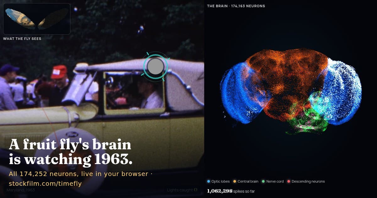 TimeFly: an archival home movie beside a visualization of a simulated fruit fly nervous system