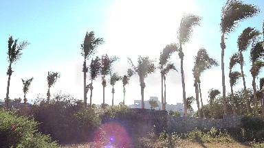 Beautiful Swaying Trees in Los Cabos