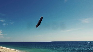 Big Black Eagle Flying in Los Cabos
