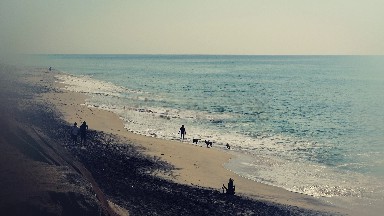 Dog Walking by the Ocean