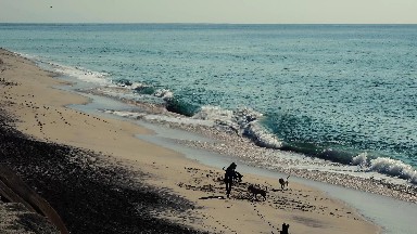 Dogs Playing Fetch by the Ocean