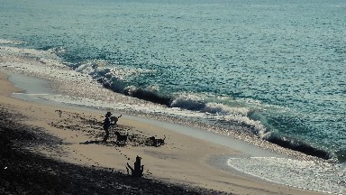 Dogs Playing Fetch with their Master in Los Cabos