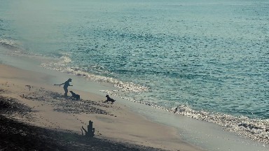 Amazing Dogs Paying Fetch in Los Cabos