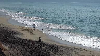 Training Dogs to Play Fetch in Los Cabos