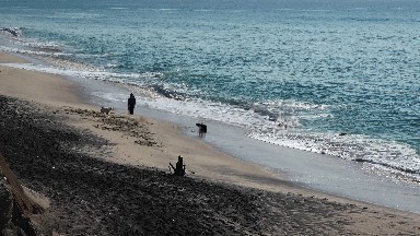 It's Fetch Time by the Ocean