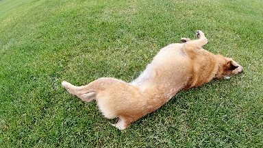 Excited Dog on the Grass