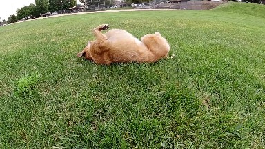 Happy Dog on the Grass