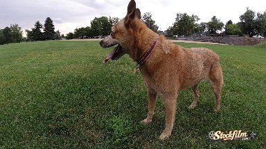Colorado, United States: Dog Standing Alone on a Grassfield