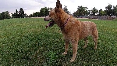 Dog Standing Alone on a Grassfield