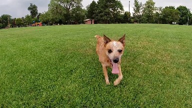 Curious Dog Looks Around