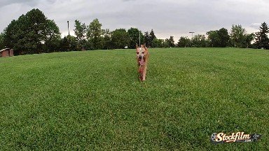 Colorado, United States: Running Dog on the Grass