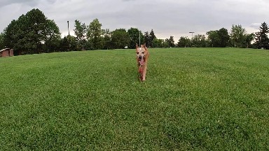 Running Dog on the Grass