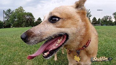 Colorado, United States: Happy Dog Looking Ahead