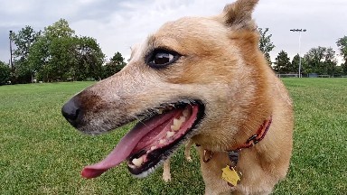 Happy Dog Looking Ahead