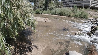 Dog Crossing the Flowing Water