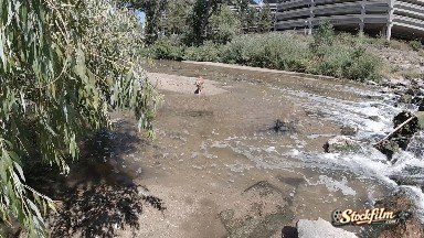 Dog With Stick in Mouth Running Through Stream. Denver, Colorado.