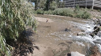 Dog With Stick in Mouth Running Through Stream. Denver, Colorado.
