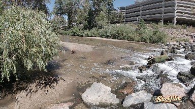 Dog Running Through Stream in the City. Denver, Colorado.