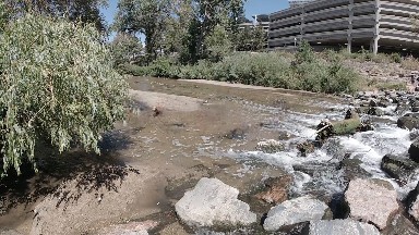 Dog Running Through Stream in the City. Denver, Colorado.