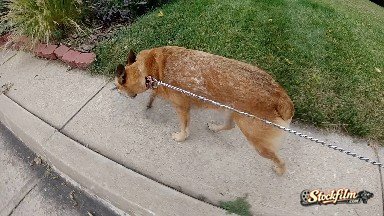 Red Heeler Dog Walking on Leash. Denver, Colorado.