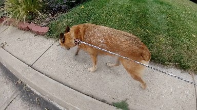 Red Heeler Dog Walking on Leash. Denver, Colorado.