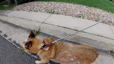 Leashed Dog walking in the street. Denver, Colorado.