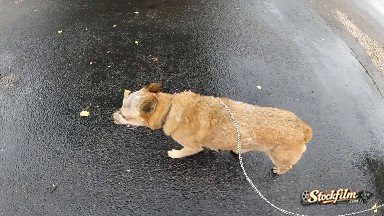 Leashed Dog Walking in the Rain. Denver, Colorado