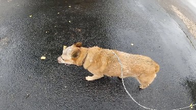 Leashed Dog Walking in the Rain. Denver, Colorado