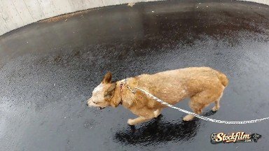 Red Heeler Dog Being Walked in the Rain. Denver, Colorado.