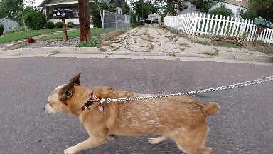 Leashed Dog walking in Neighborhood. Denver, Colorado.