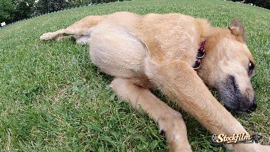 Happy Dog Rolling Around in the Grass. Denver, Colorado.
