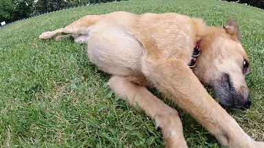Happy Dog Rolling Around in the Grass. Denver, Colorado.