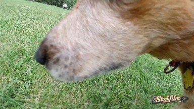 Dog Hits Camera With Nose. Denver, Colorado.