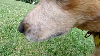 Dog Hits Camera With Nose. Denver, Colorado.