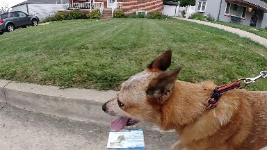 Dog pulling on leash. Denver. Colorado