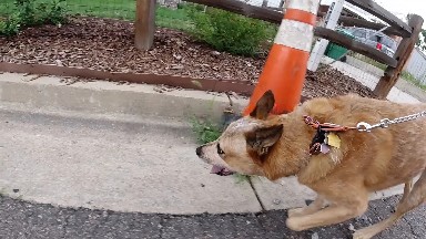 Dog Walking past warning cone. Denver, Colorado