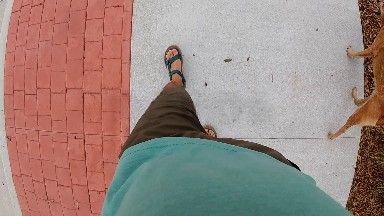 Mans feet and dog paws walking down sidewalk. Denver, Colorado.