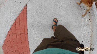 Feet and paws running on sidewalk. Denver, Colorado.