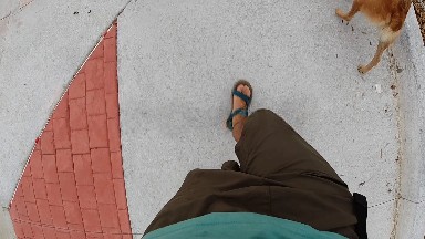 Feet and paws running on sidewalk. Denver, Colorado.