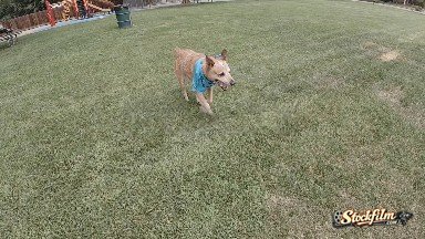 Red Heeler Dog Running at the Park. Denver, Colorado.
