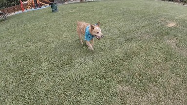 Red Heeler Dog Running at the Park. Denver, Colorado.